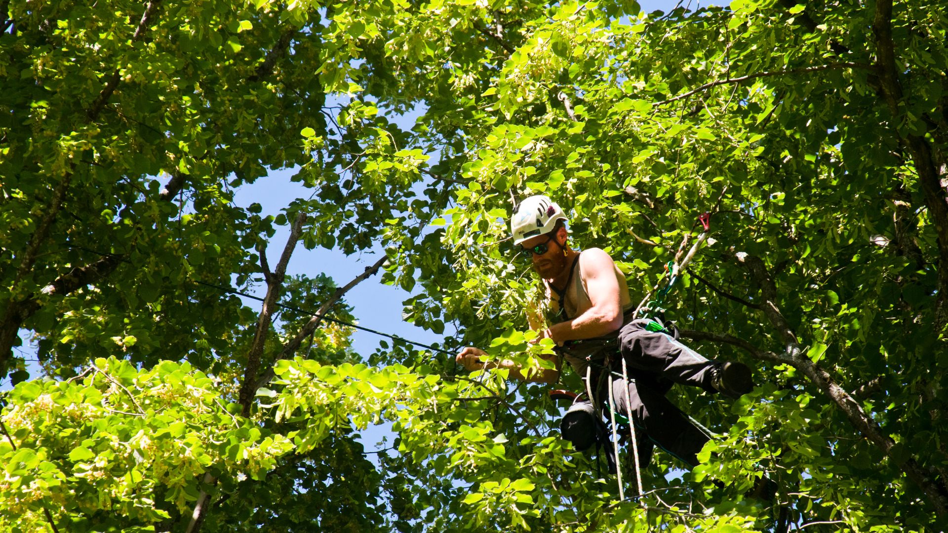 Arborist in safety gear trimming branches high up in a lush green tree