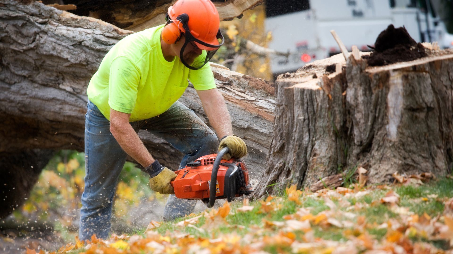 Worker in safety gear cutting tree trunk with chainsaw among fallen leaves