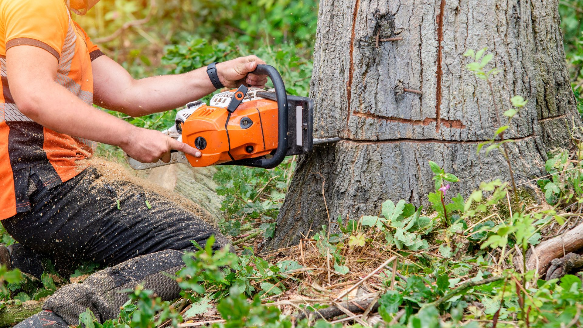 Orange chainsaw cutting into tree trunk in forest setting