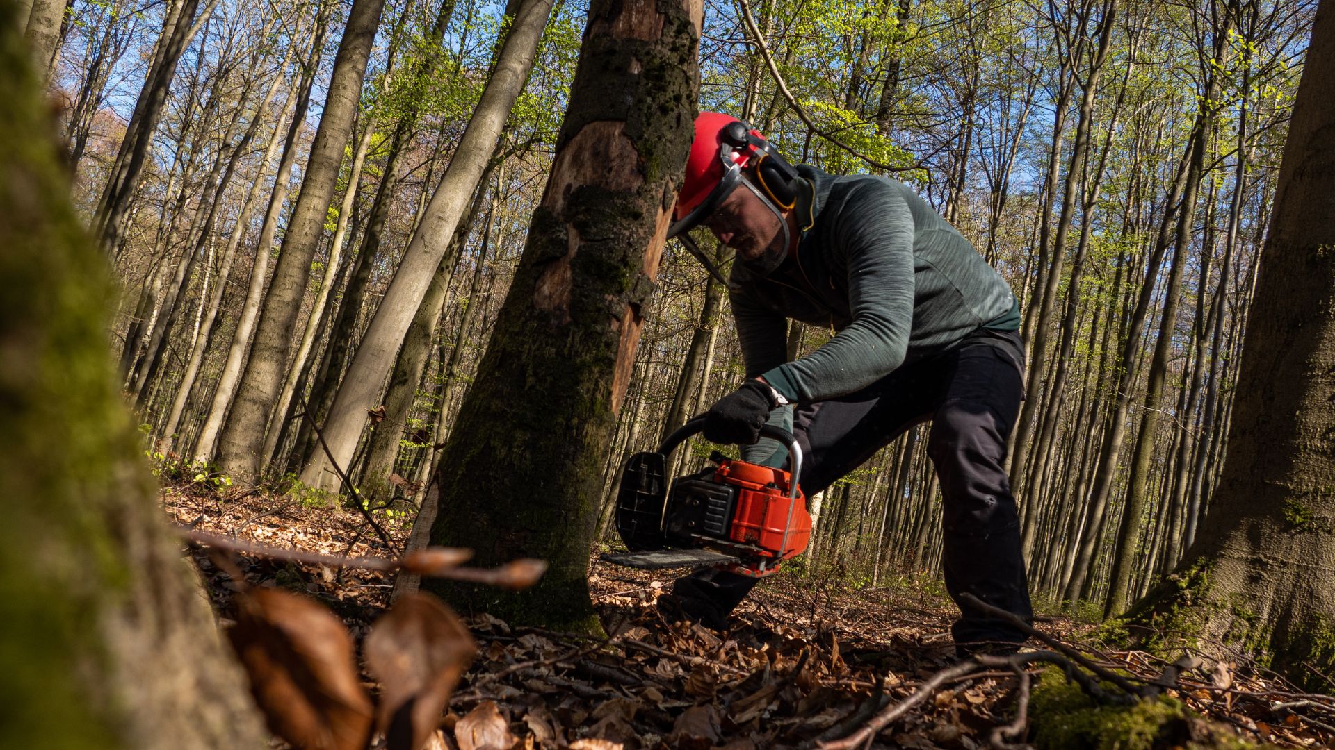 Logger cutting tree with chainsaw in dense forest during spring