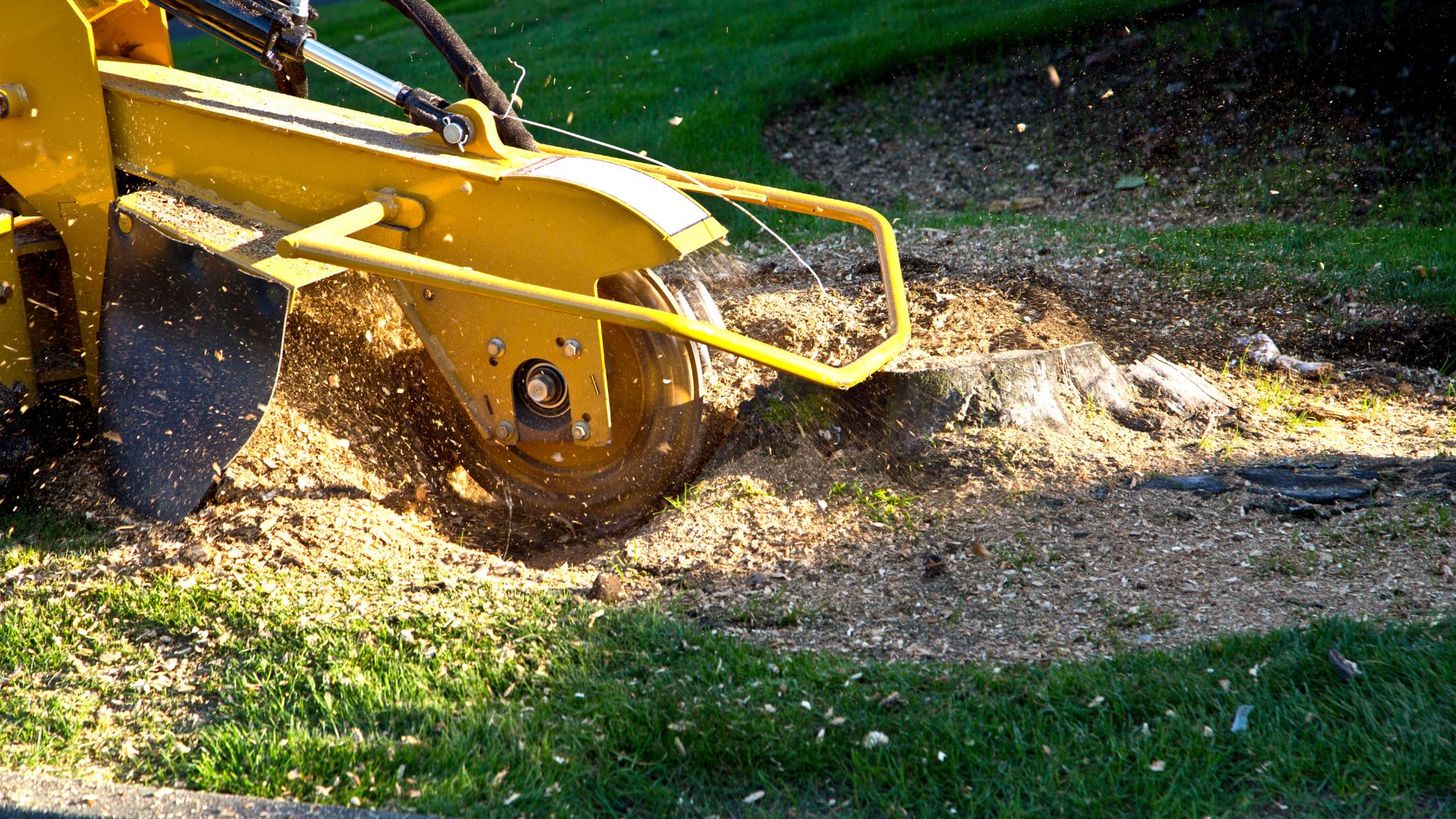 Yellow stump grinder removing tree stump on grassy lawn