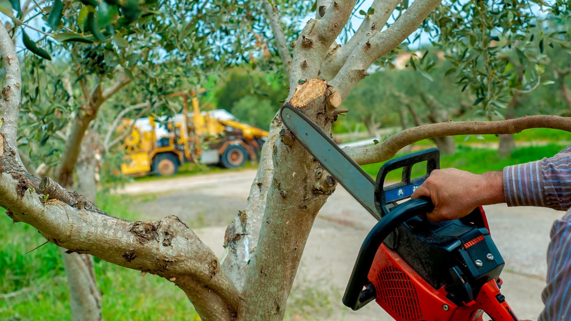 Chainsaw cutting branch in olive grove with yellow tractor in background