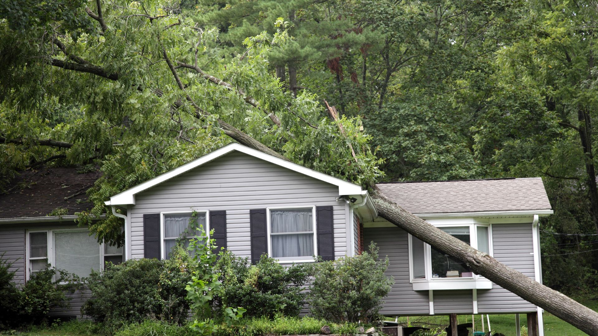 Large tree fallen on roof of gray house after severe storm damage