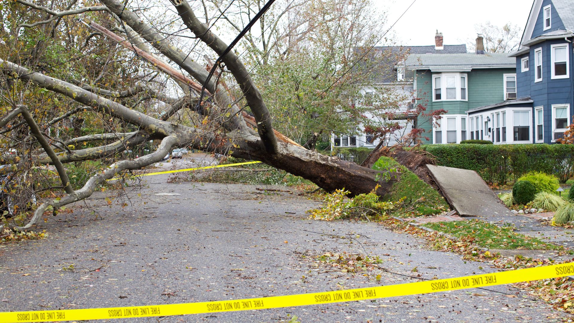 Large fallen tree blocking street with yellow caution tape