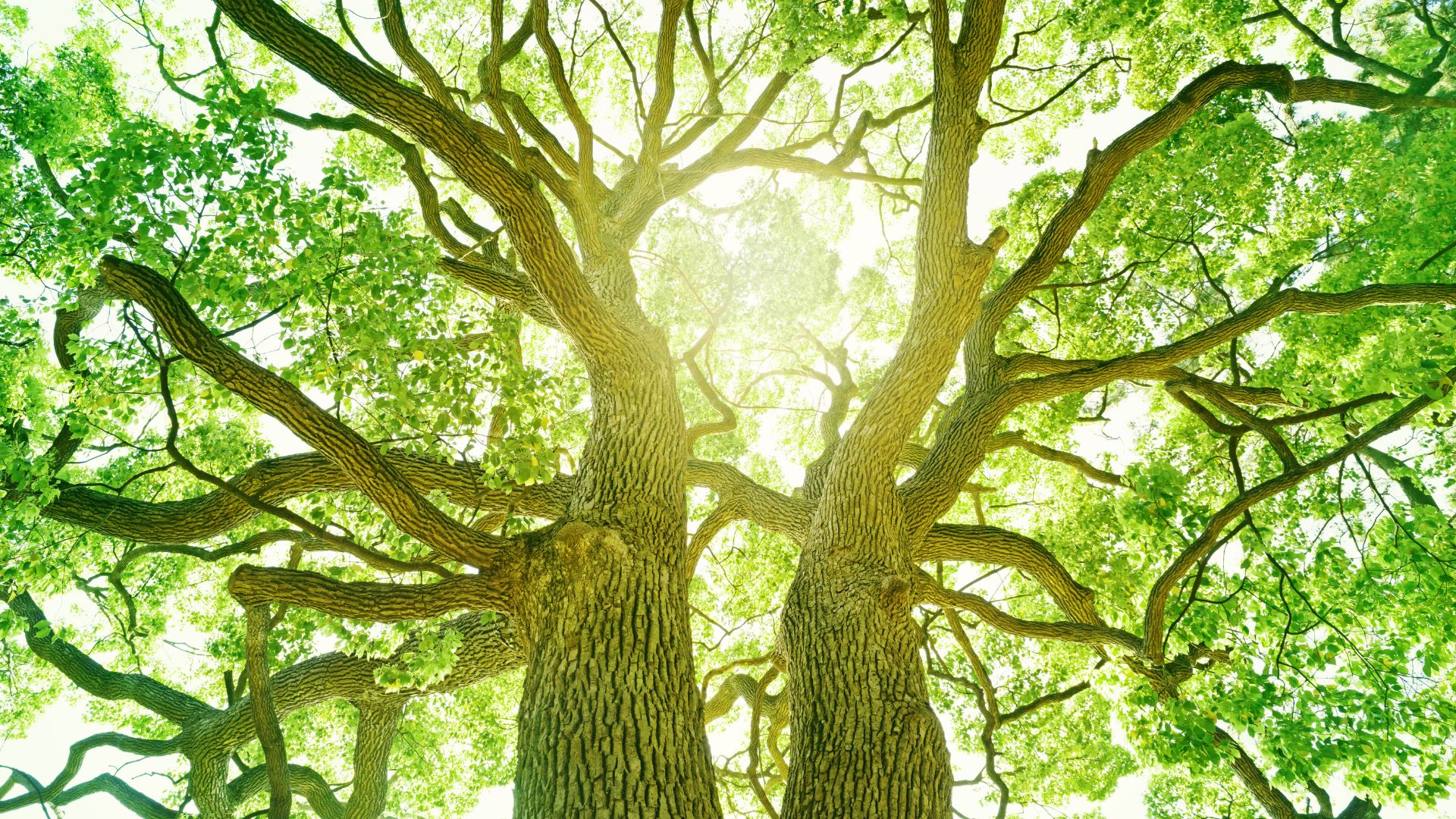 Sunlight filtering through lush green branches of a majestic oak tree