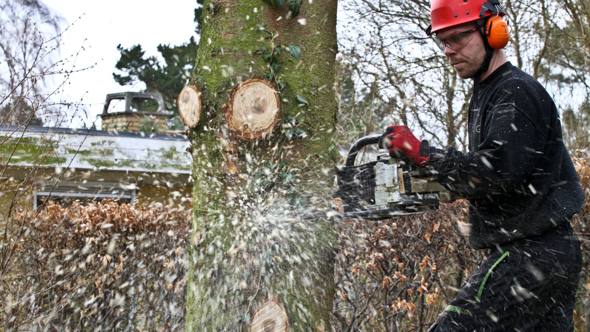 Arborist cutting tree with chainsaw during snowy winter day