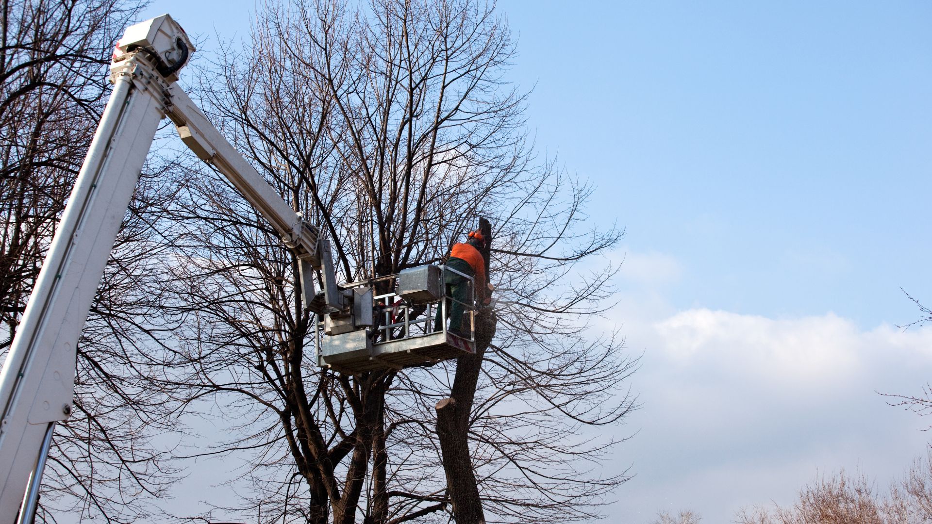 Worker in orange jacket trims trees using aerial lift on winter day