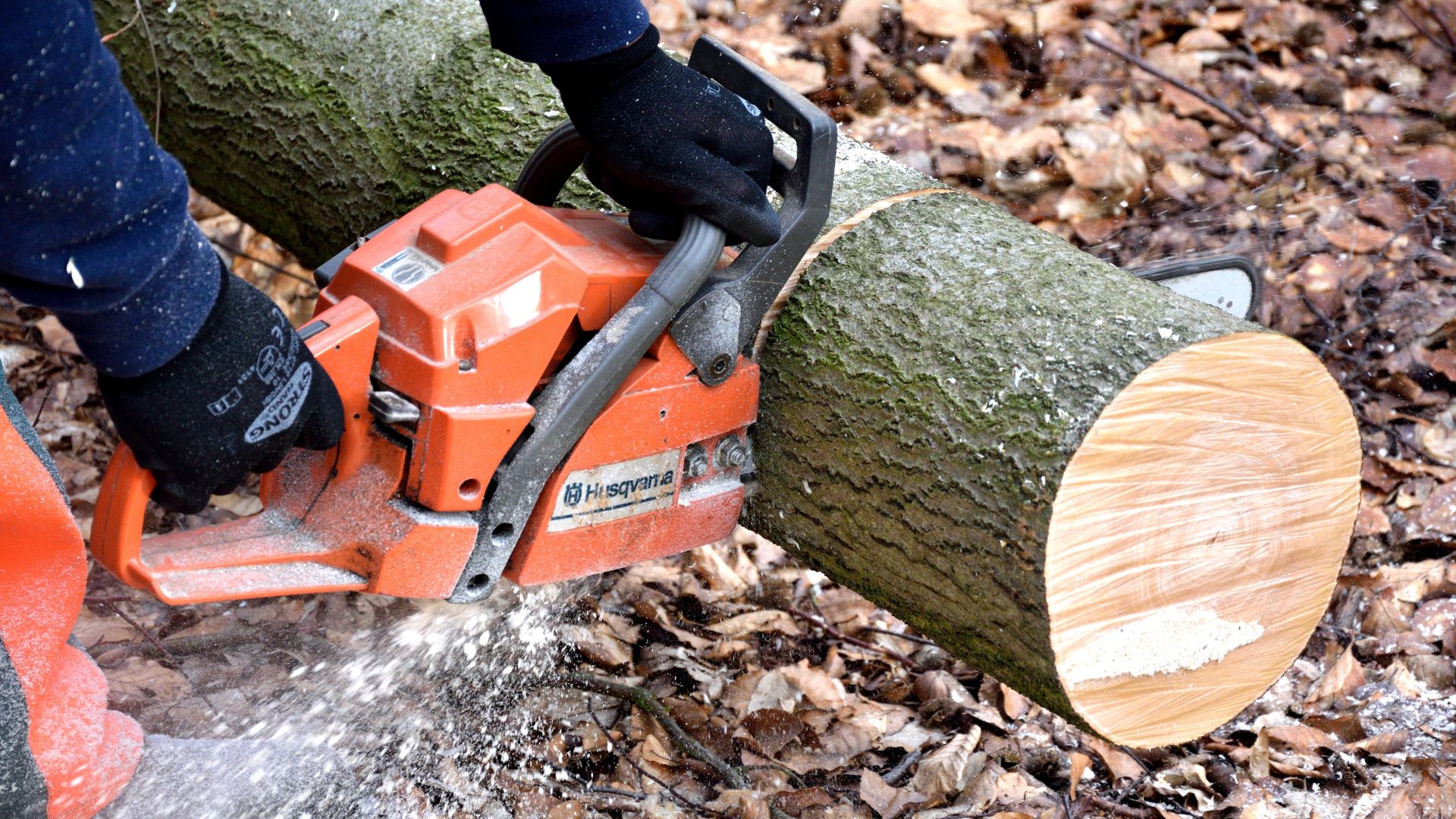 Orange Husqvarna chainsaw cutting through a tree trunk on fallen leaves