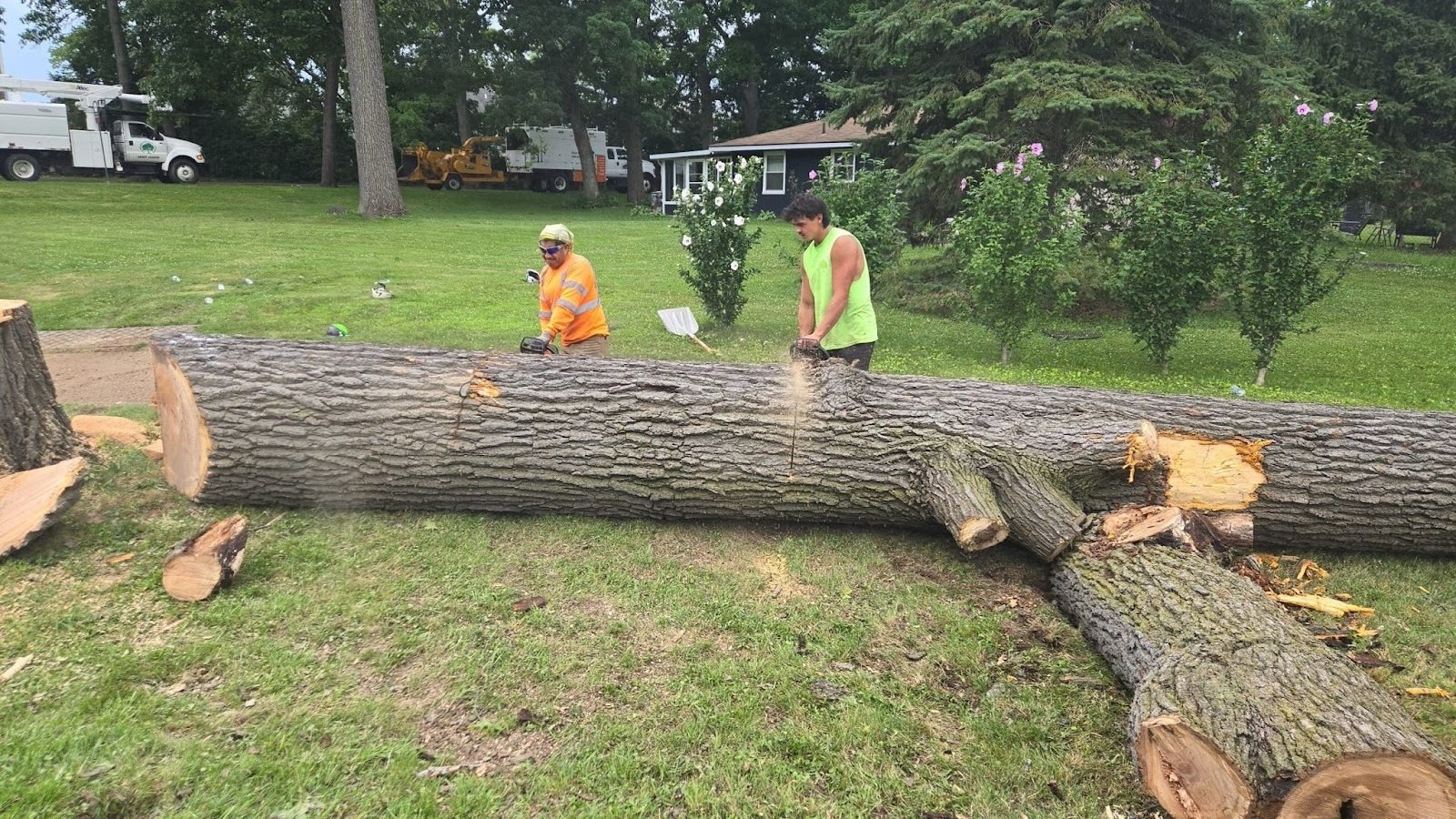 Two workers cutting and processing a large fallen tree trunk